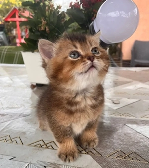 British shorthair golden  - imagine 4