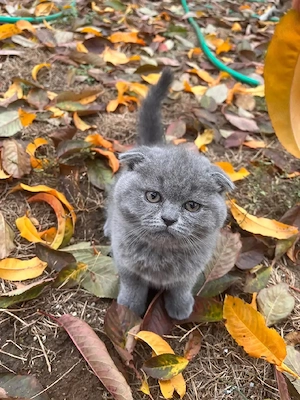 Scottish fold  - imagine 5