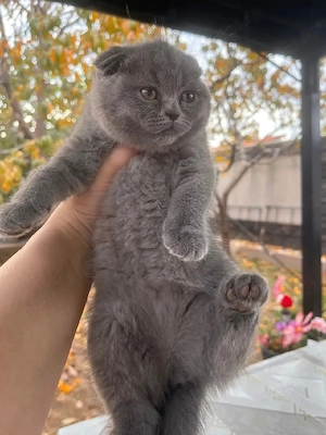 Scottish fold  - imagine 2