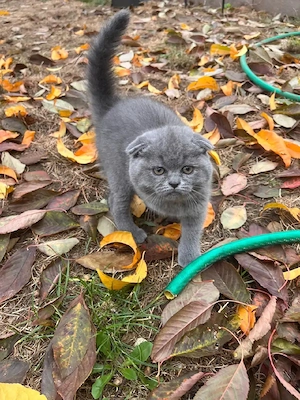 Scottish fold  - imagine 4