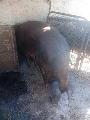 Vând scroafa duroc .