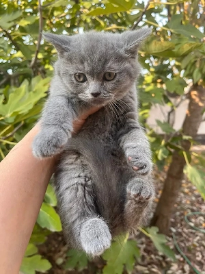 British shorthair blue  - imagine 2