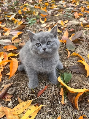 British shorthair blue  - imagine 3