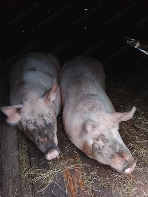 Porc de tăiat pentru Crăciun  - imagine 4