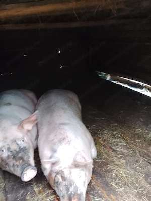 Porc de tăiat pentru Crăciun  - imagine 5