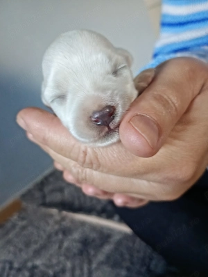 Bichon maltez fetiță rasă mikă - imagine 3