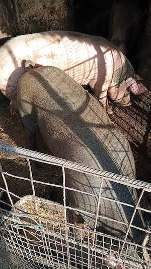 Porci de vânzare, sat Gruiu, județul Călărași!!