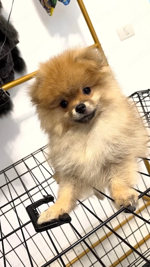 Pui Pomeranian orange superb- crescator