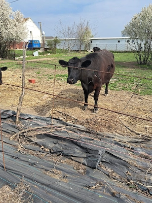 vaca gestanta