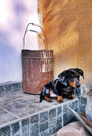  Teckel, masculi,par scurt, mini, arlechin si black and tan