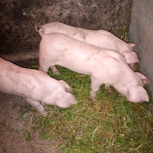 Vind porci mari șoldani și purcei rasa marele alb de carne Cu toate acestea necesare pentru transcri