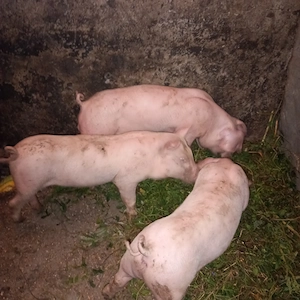 Vind porci mari șoldani și purcei rasa marele alb de carne Cu toate acestea necesare pentru transcri - imagine 4