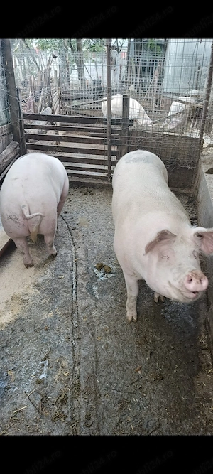 Vand porci - imagine 5