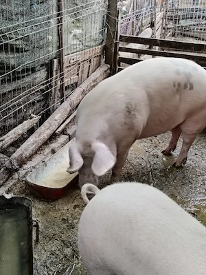 Vand porci