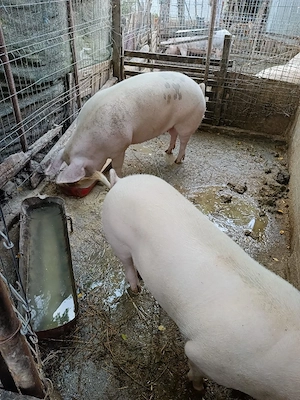 Vand porci - imagine 2