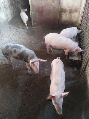 Vând 6 grăsuni, preț 350 Ron. - imagine 2