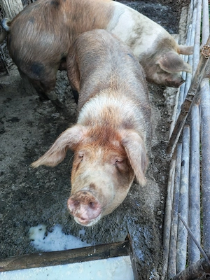 Vând porc pentru Craciun