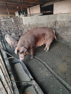 Porcii crescuți în gospodărie de la 180 la 200kg - imagine 3