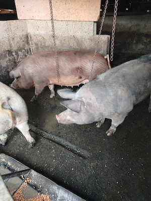 Porcii crescuți în gospodărie de la 180 la 200kg