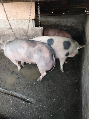Porcii crescuți în gospodărie de la 180 la 200kg - imagine 5