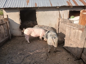  Porci grași de vânzare   150 180 kg! - imagine 4
