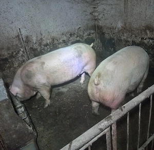 vand porci pt sacrificat