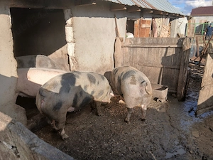  Porci grași de vânzare   150 180 kg! - imagine 2