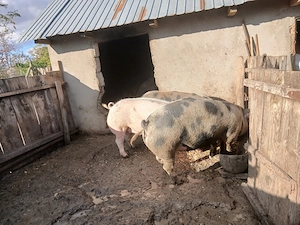  Porci grași de vânzare   150 180 kg! - imagine 5