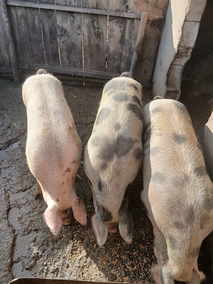  Porci grași de vânzare   150 180 kg! - imagine 3