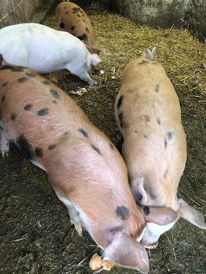 Vand purcei  rasa duroc cu petrean 