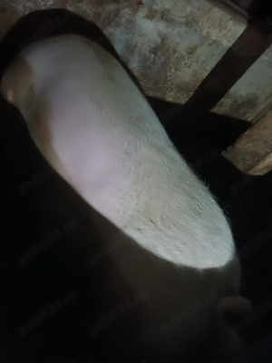 vand porci peste 300kg - imagine 3