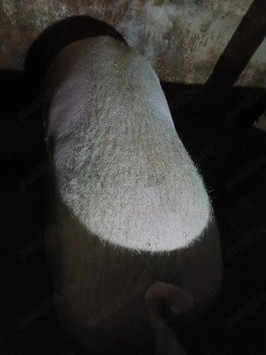 vand porci peste 300kg
