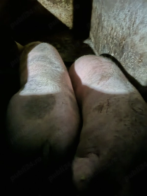 vand porci peste 300kg - imagine 2