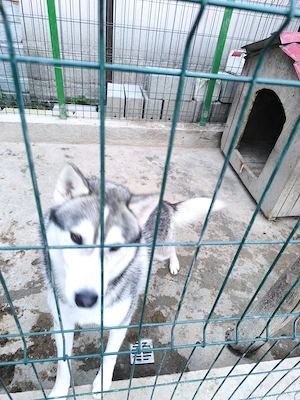 Vând câine husky  - imagine 2