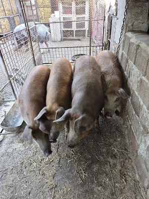 Vand porci 120-180kg - imagine 4