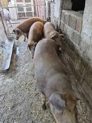 Vand porci 120-180kg - imagine 3