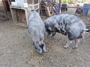 vand porci 280-300kg - imagine 3
