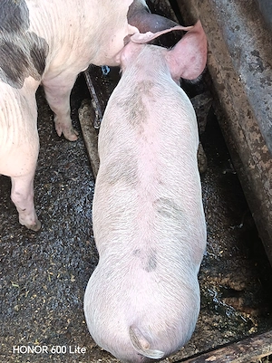 Purcei de vanzare