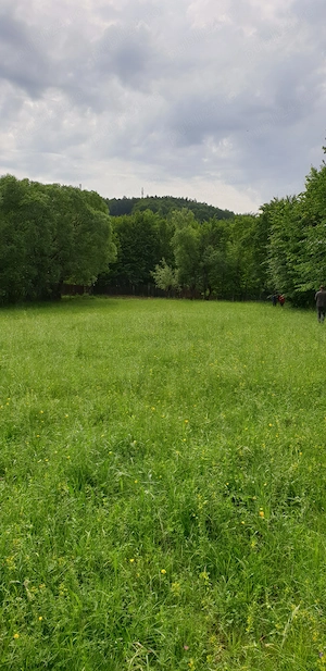 teren de vanzare 5000 mp. - imagine 8