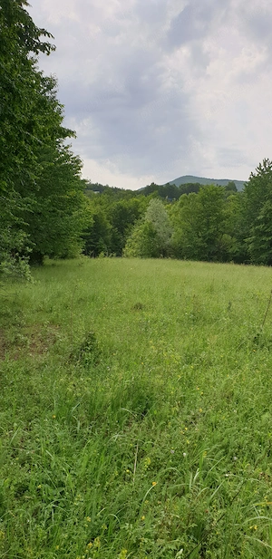teren de vanzare 5000 mp. - imagine 6