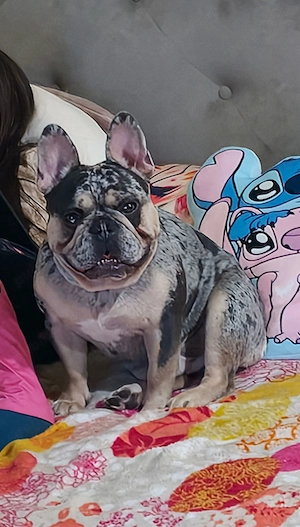 Mascul Bulldog francez cu pedigree  - imagine 5