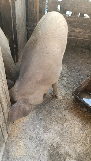porci de vânzare  - imagine 4