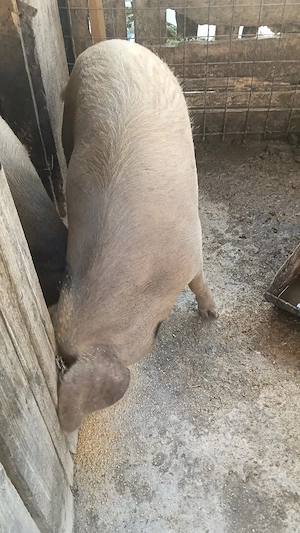 porci de vânzare  - imagine 3