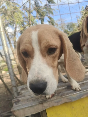 Donez Câine Beagle  - imagine 2