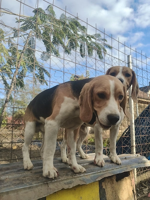 Donez Câine Beagle  - imagine 3