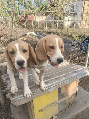 Donez Câine Beagle 