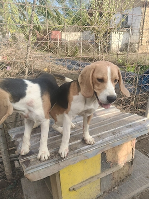Donez Câine Beagle  - imagine 4