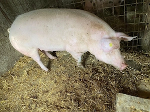 Vând porc - 250 kg - 16 lei kg - Brezoale, DB!