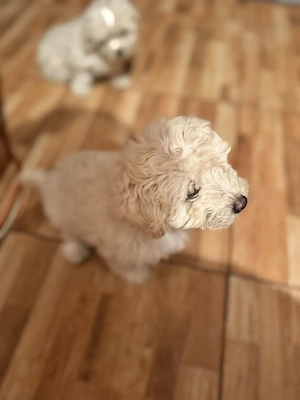Vând pui de Bichon Maltez   - imagine 2