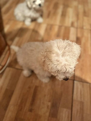 Vând pui de Bichon Maltez   - imagine 3